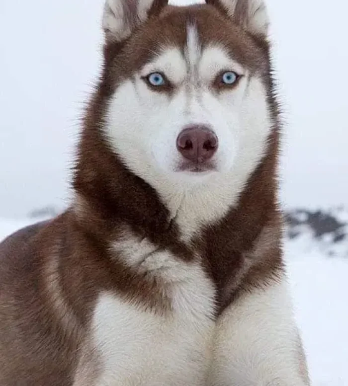 HUSKY SIBERIANO​ 2