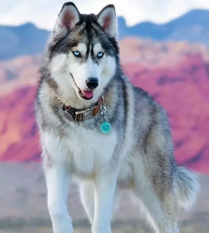 HUSKY SIBERIANO​ 3