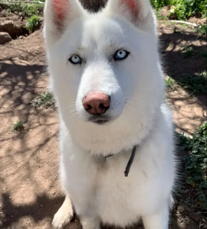 HUSKY SIBERIANO​ 4