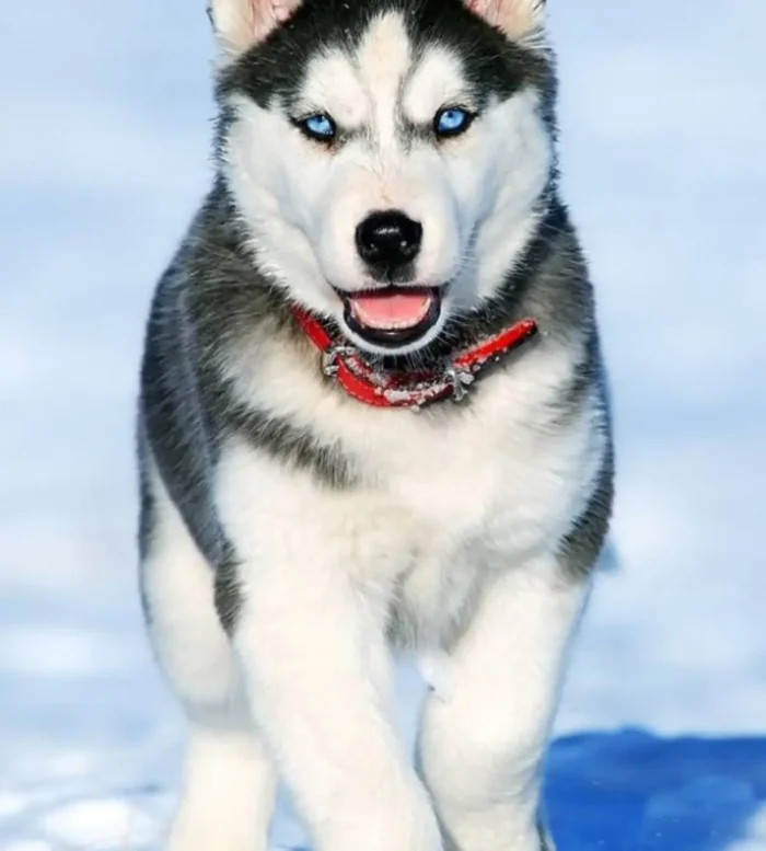 HUSKY SIBERIANO​ 5