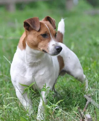 JACK RUSSELL 3