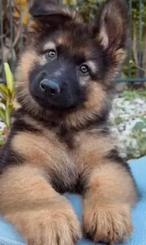 PASTOR ALEMÁN 4 PASTOR ALEMÁN 4