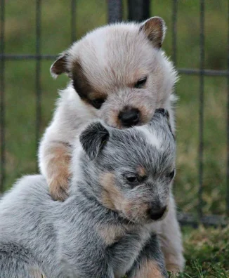 PASTOR GANADERO​ 7