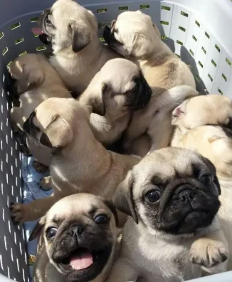 PUG 6