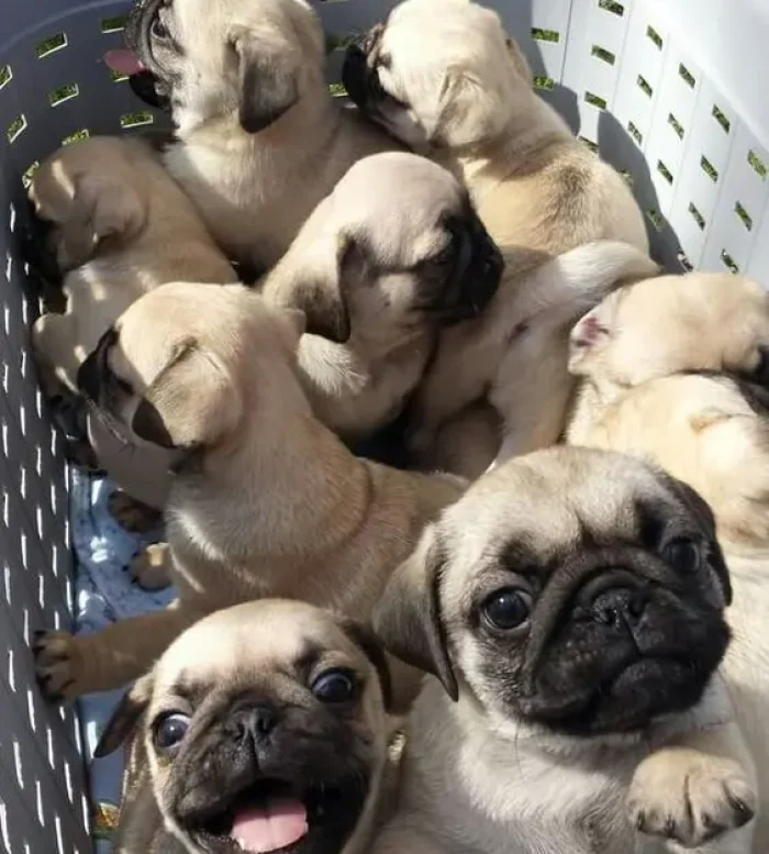 PUG 6