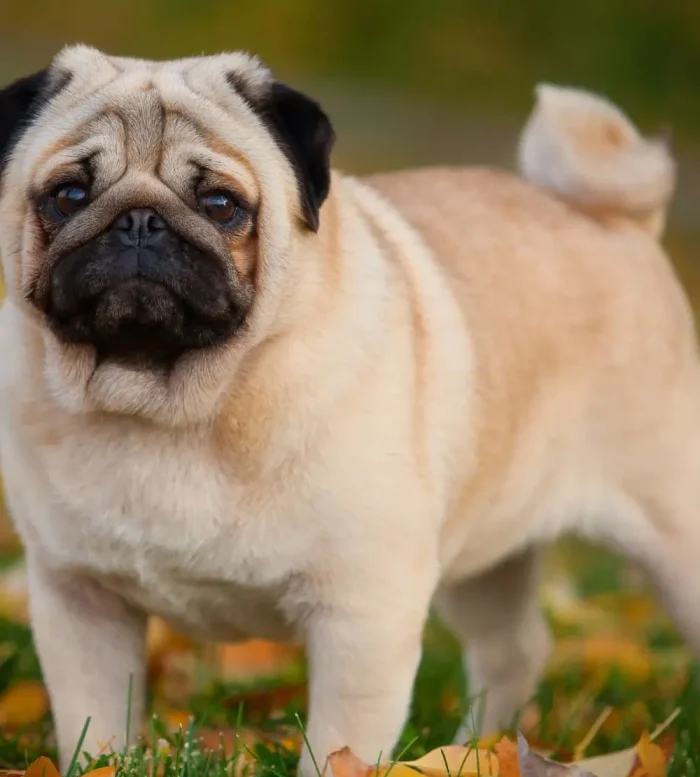 PUG 7