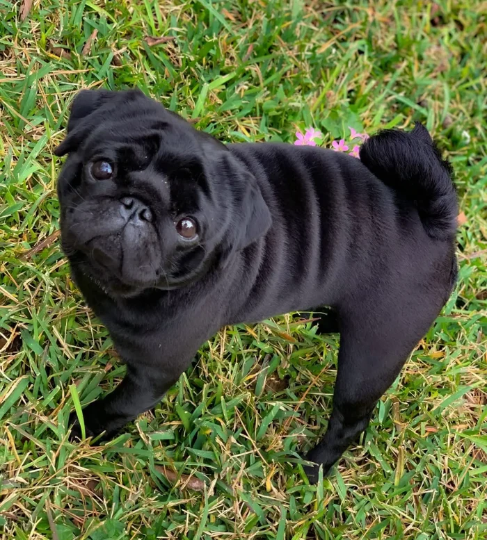 PUG 8