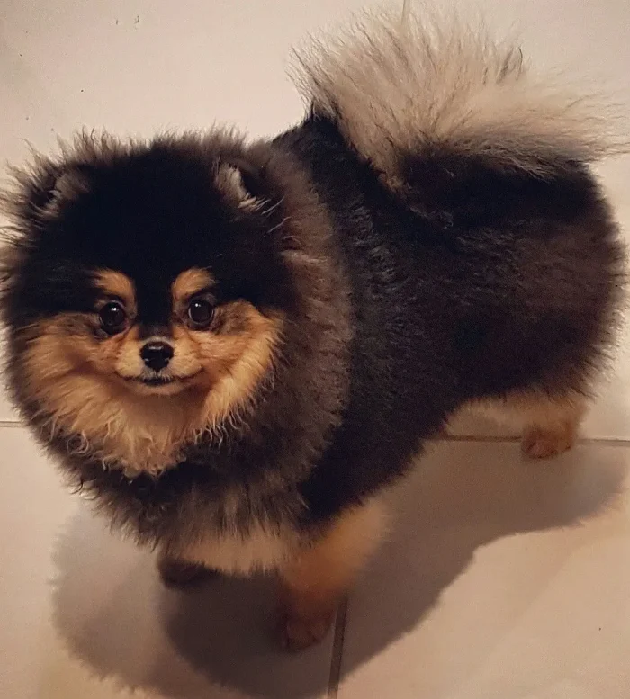 Pomerania 2