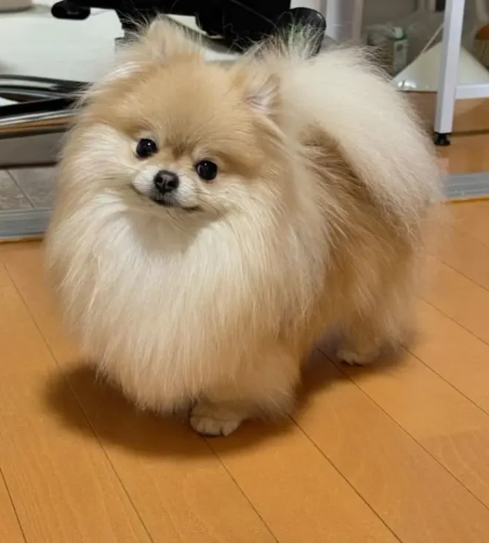 Pomerania 8