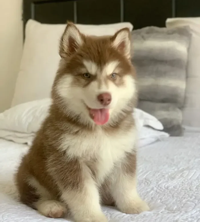 Pomsky 10