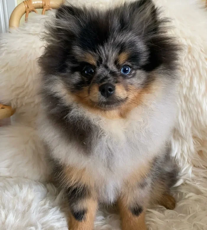 Pomsky 12