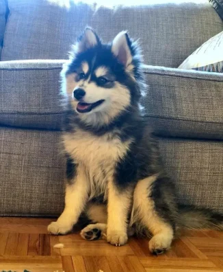 Pomsky 8