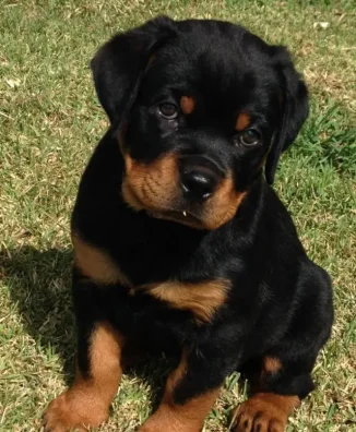 ROTTWEILER​ 1