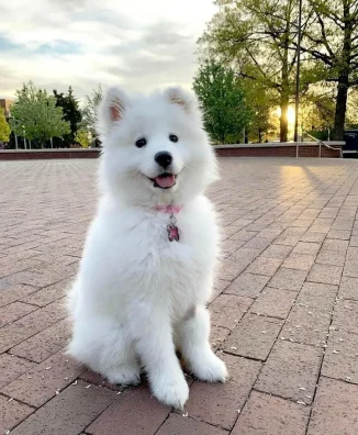 SAMOYEDO​ 2