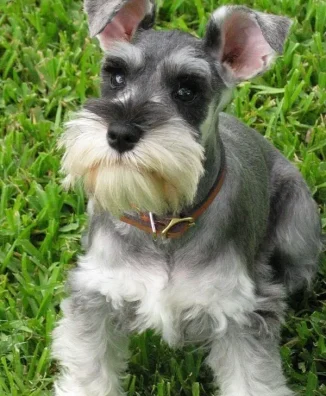 Schnauzer 5