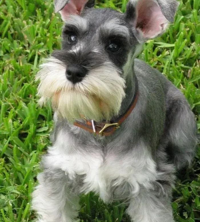 Schnauzer 5