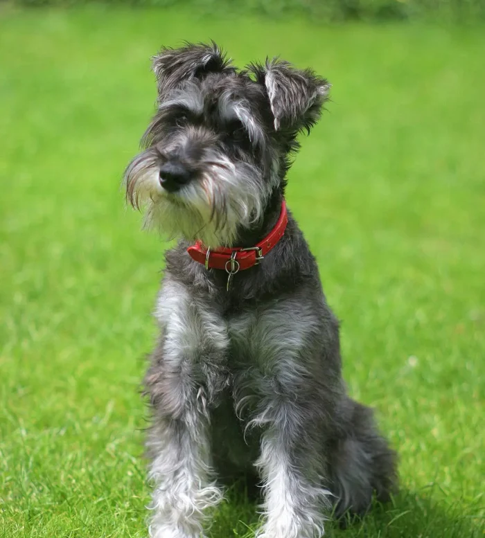 Schnauzer 6