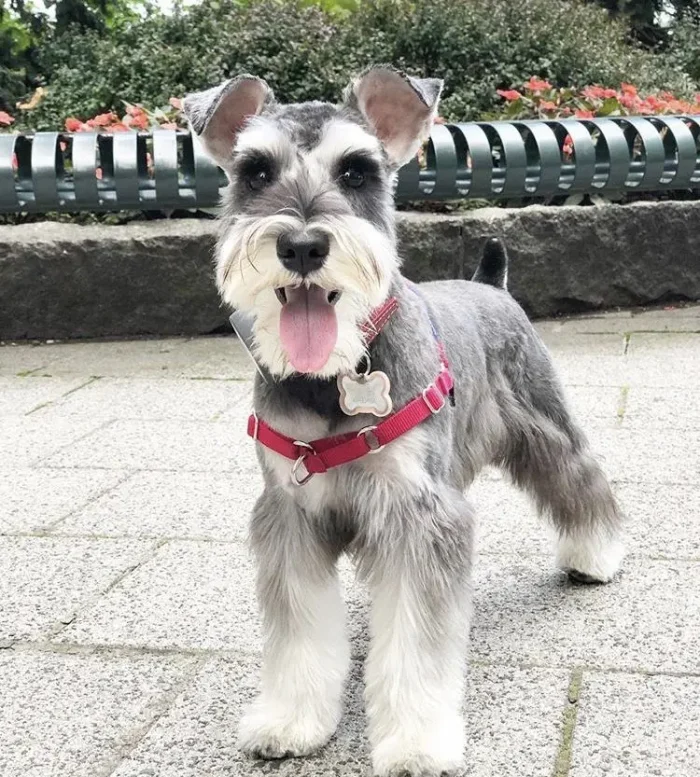 Schnauzer 7