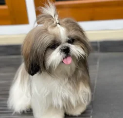 Shih Tzu 6 Shih Tzu 6