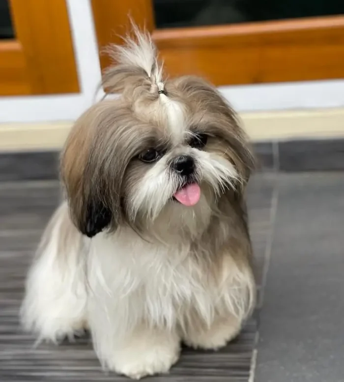 Shih Tzu 6