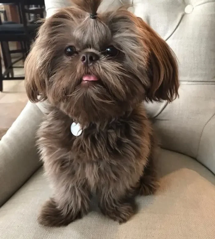 Shih Tzu 7