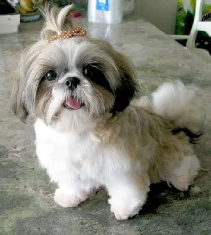 Shih Tzu 8