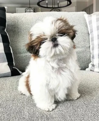 Shih Tzu 9