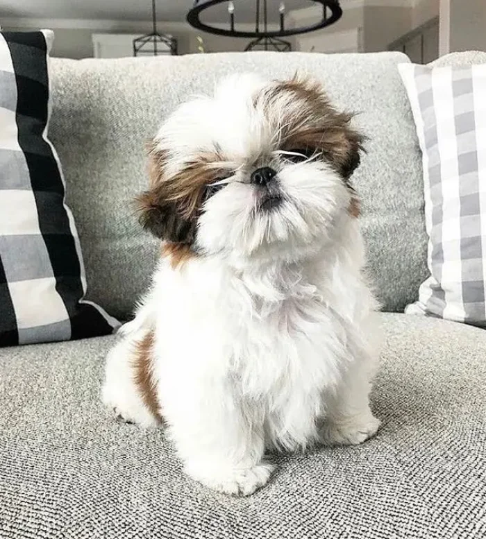 Shih Tzu 9