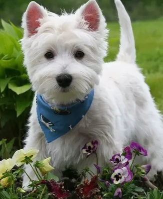 WESTIE 5