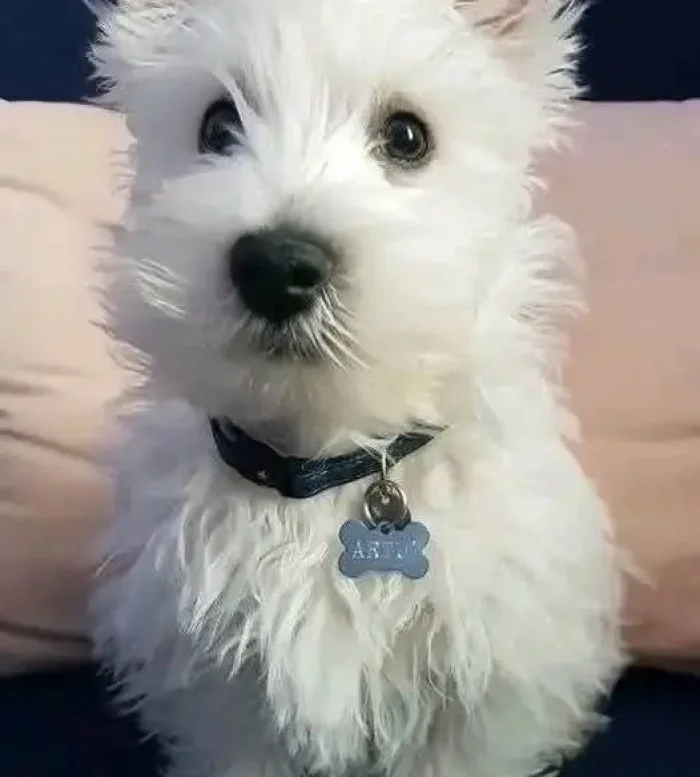 WESTIE 7